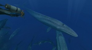 endless-ocean-2-aventuriers-des-fonds-marins-wii-067